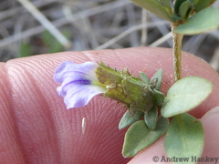 Blepharis subvolubilis