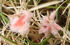 Laetisaria roseipellis