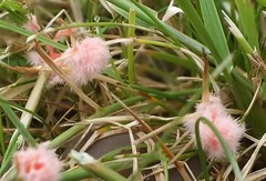 Laetisaria roseipellis