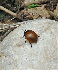 Aegithus clavicornis