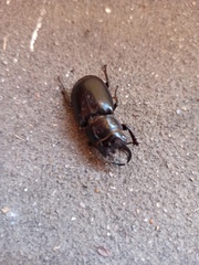 Lucanus barbarossa