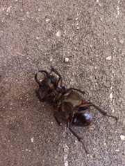 Lucanus barbarossa