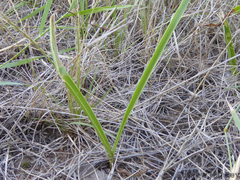 Ledebouria revoluta