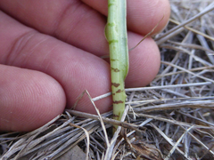Ledebouria revoluta