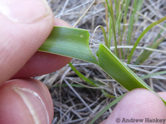 Ledebouria revoluta