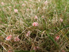 Laetisaria roseipellis