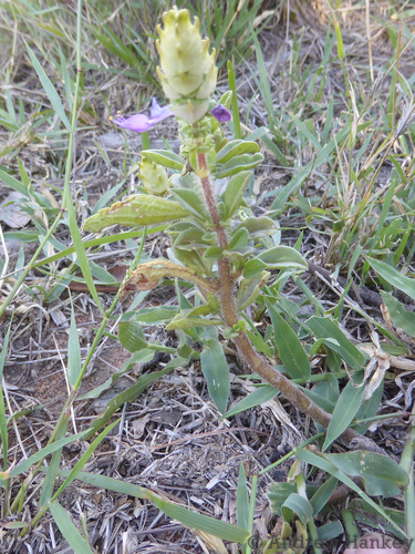 Coleus caninus, photograph 2