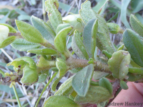 Coleus caninus, photograph 5