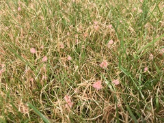 Laetisaria roseipellis