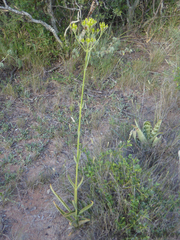 Kalanchoe brachyloba