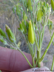 Kalanchoe brachyloba