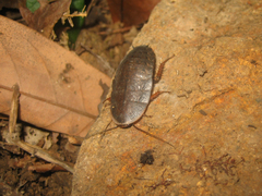 Opisthoplatia