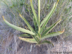 Kalanchoe brachyloba