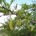 Vachellia robusta - Photo (c) Andrew Hankey,  זכויות יוצרים חלקיות (CC BY-SA), הועלה על ידי Andrew Hankey