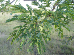 Vachellia robusta robusta