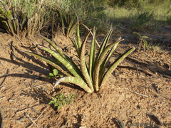 Sansevieria aethiopica