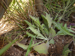 Kleinia fulgens