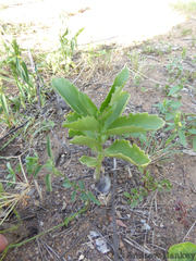 Kalanchoe lanceolata