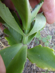 Kalanchoe lanceolata