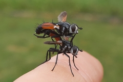 Cylindromyia brassicaria