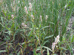 Persicaria madagascariensis