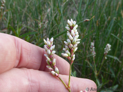 Persicaria madagascariensis