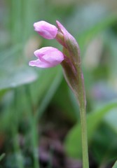 Galearis tschiliensis