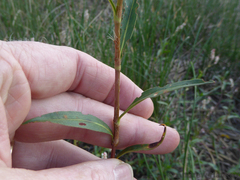 Persicaria madagascariensis