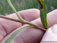 Persicaria madagascariensis