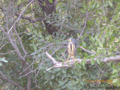 Ixobrychus sturmii