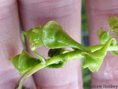 Utricularia stellaris