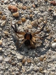 Xysticus texanus
