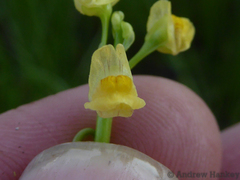 Utricularia stellaris