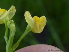 Utricularia stellaris