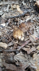 Morchella punctipes