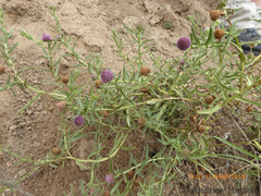 Sphaeranthus peduncularis