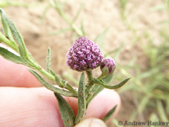 Sphaeranthus peduncularis