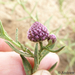 Purple Pan Weed - Photo (c) Andrew Hankey, some rights reserved (CC BY-SA), uploaded by Andrew Hankey