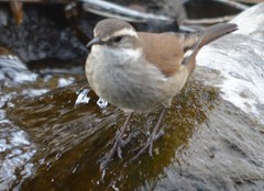 Cinclodes atacamensis