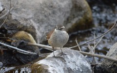 Cinclodes atacamensis