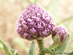 Sphaeranthus peduncularis