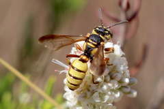 Cerceris californica