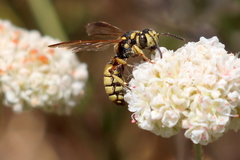 Cerceris californica