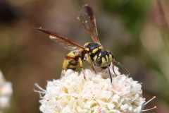 Cerceris californica