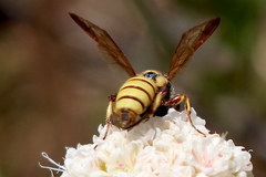 Cerceris californica