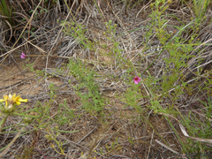 Jamesbrittenia aurantiaca