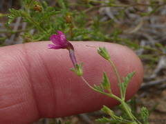 Jamesbrittenia aurantiaca
