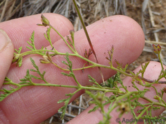 Jamesbrittenia aurantiaca