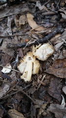 Morchella punctipes