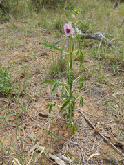 Sesamum triphyllum